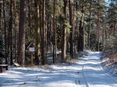 Ilgininkų miško pėsčiųjų takas