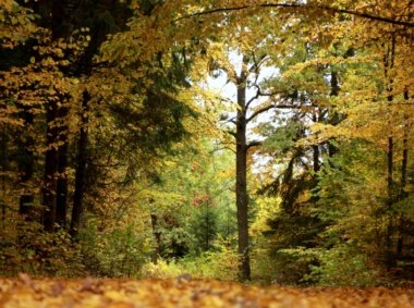 Petroškų miško pažintinis takas