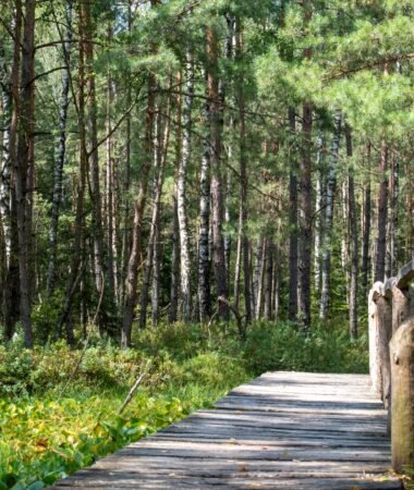 Velniabliūdžio pelkės takas