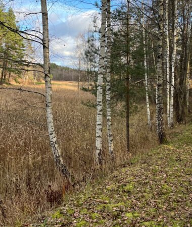 Verkių trasa