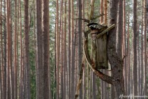 Drevinės bitininkystės pažintinis takas