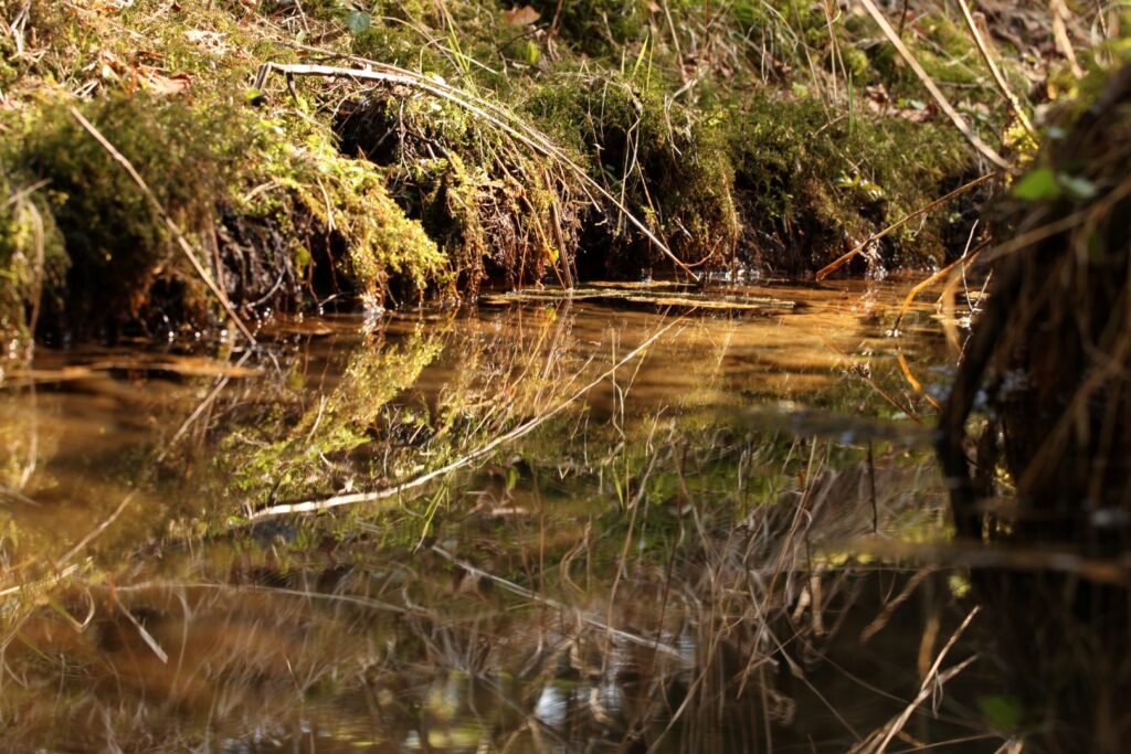 Jaskoniškių pažintinis takas