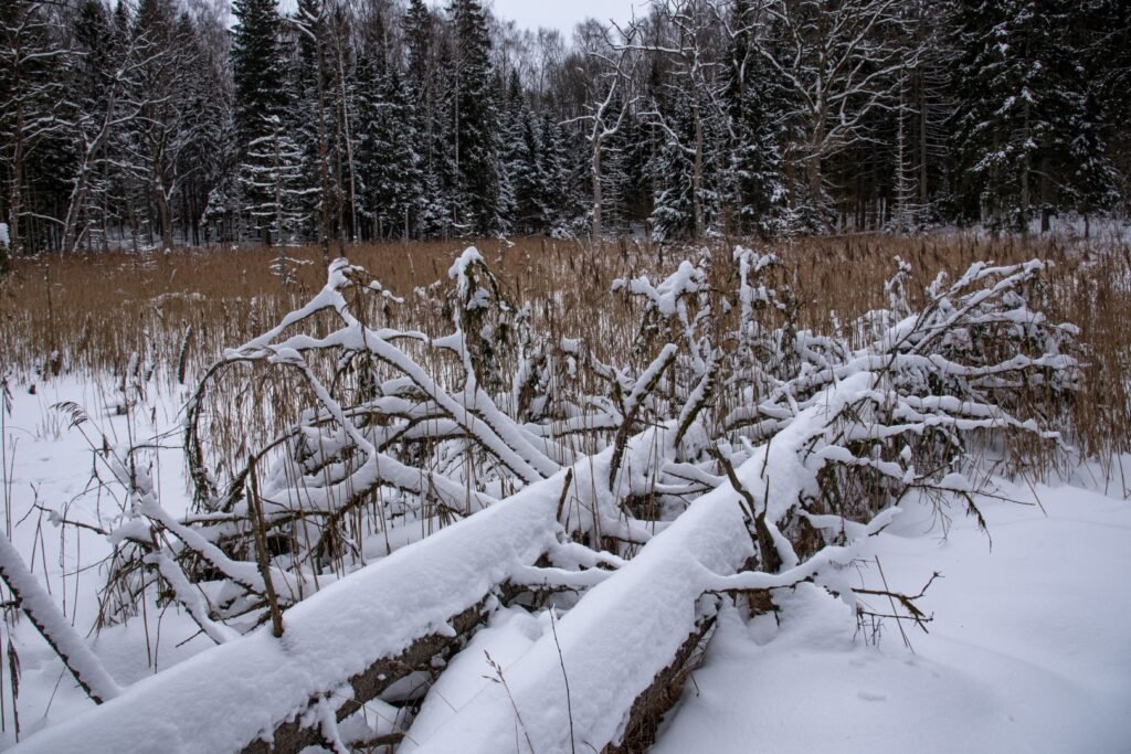 Liepijų pėsčiųjų trasa