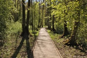 Rozalimo miško parko pažintinis takas per šlapvietes veda medinių lentelių taku