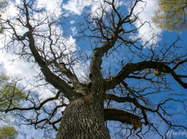 Plauginių miško pažintinis takas