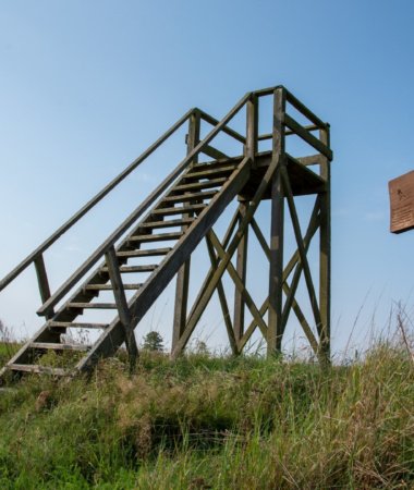 Paukščių takai