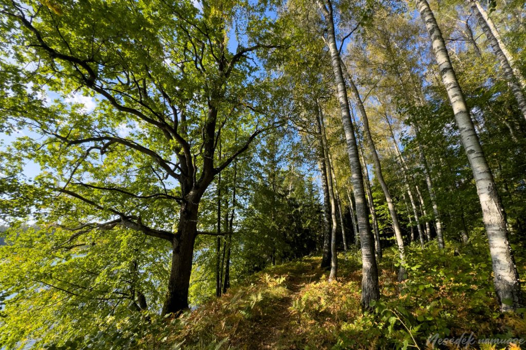 Ilgio ežero pėsčiųjų trasa