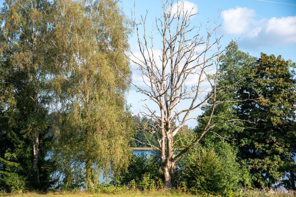 Ilgio ežero pėsčiųjų trasa