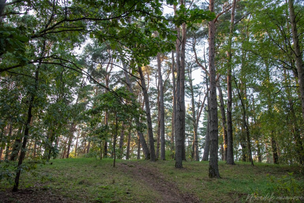 Pakalniškių piliakalnis