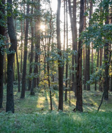 Pakalniškių piliakalnis