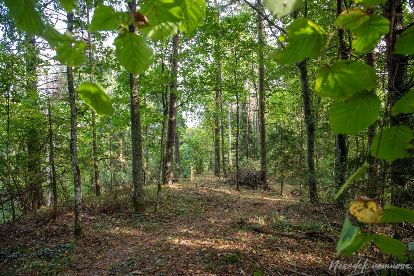 Jankiškių-II-Panerių piliakalnis