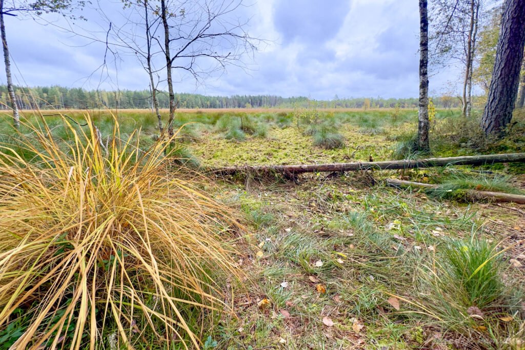 Čepkelių mokomasis takas