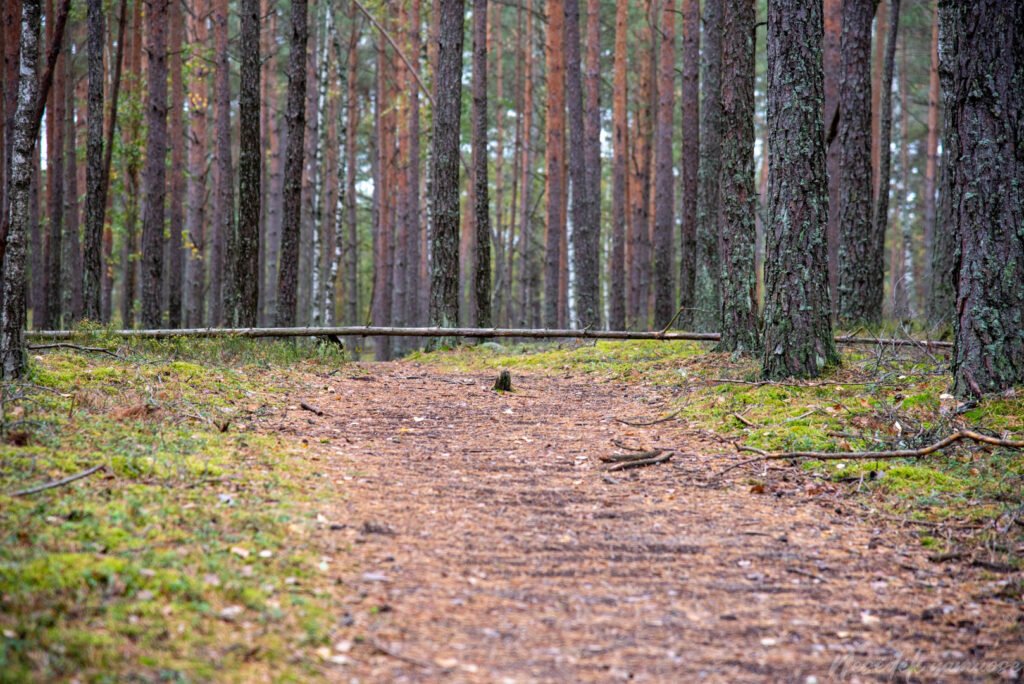 Čepkelių mokomasis takas