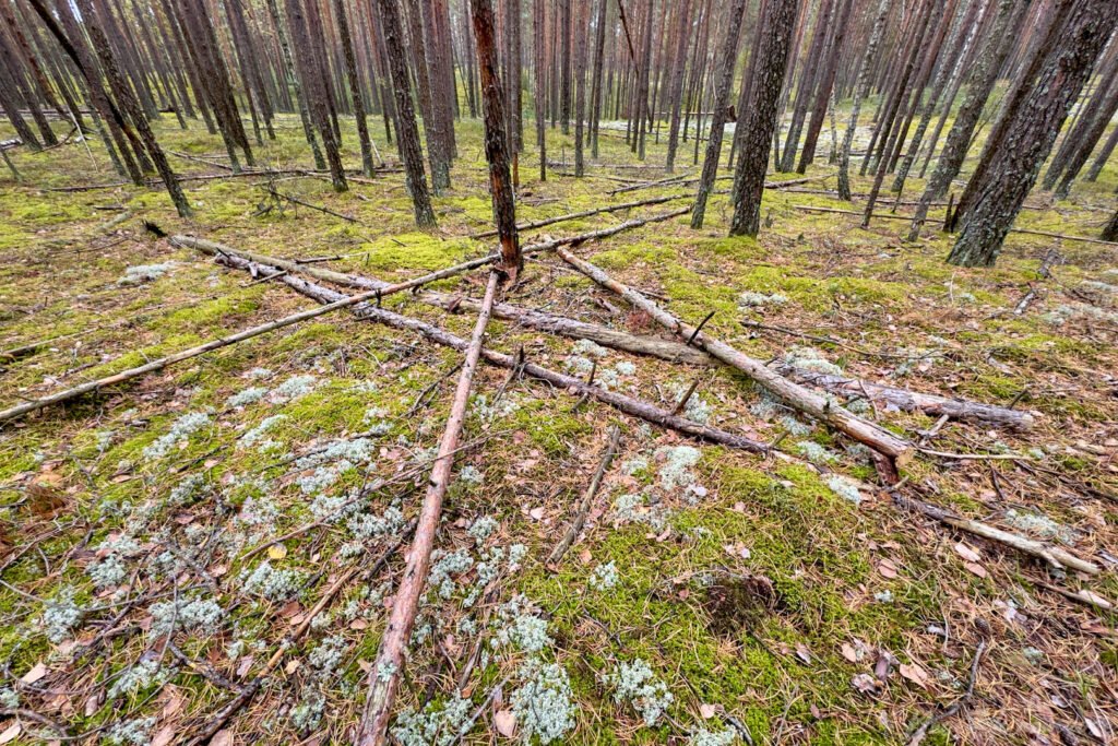 Čepkelių mokomasis takas