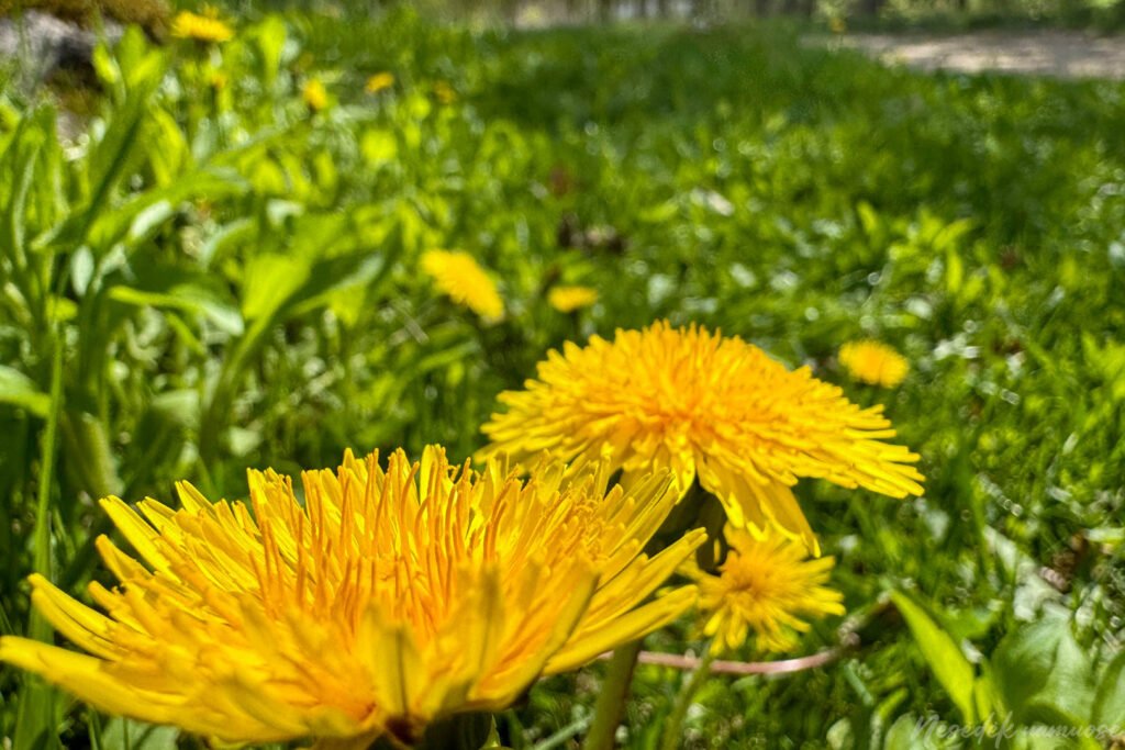 Mergiškių žiedas