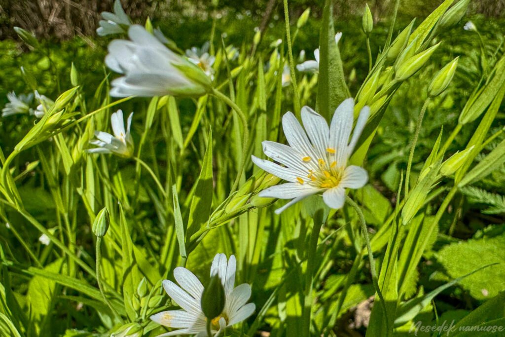 Mergiškių žiedas