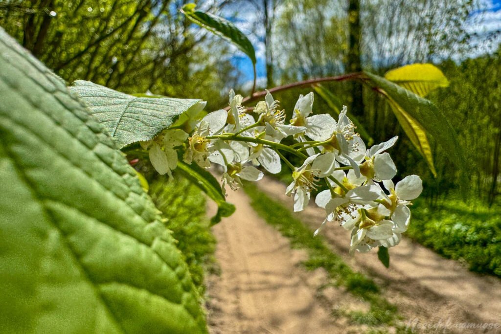 Mergiškių žiedas
