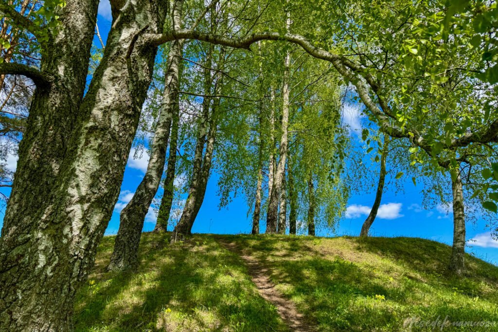 Pamiškės piliakalnis