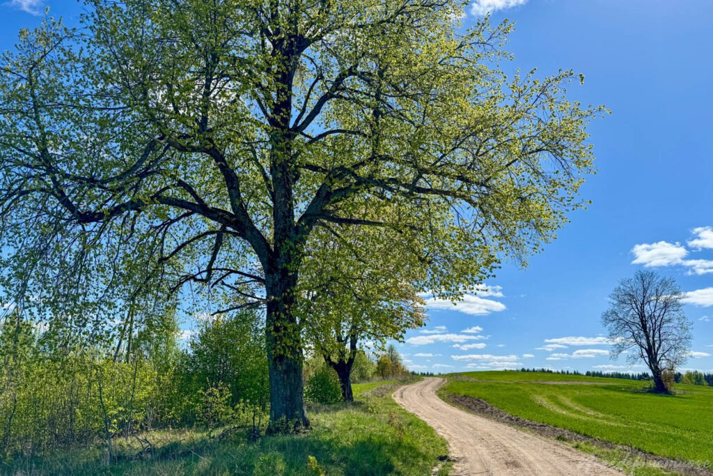 Mergiškių žiedas