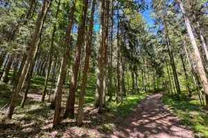 Pėsčiųjų trasa Aplink Ilgio ežerą