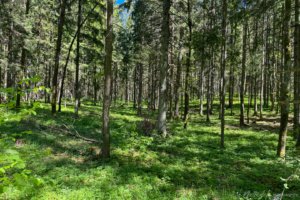 Pėsčiųjų trasa Aplink Ilgio ežerą