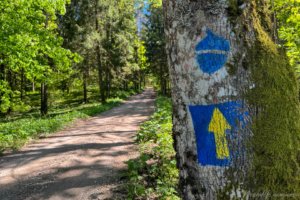 Pėsčiųjų trasa Aplink Ilgio ežerą