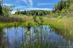 Pėsčiųjų trasa Aplink Ilgio ežerą