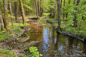 Pėsčiųjų trasa Aplink Ilgio ežerą