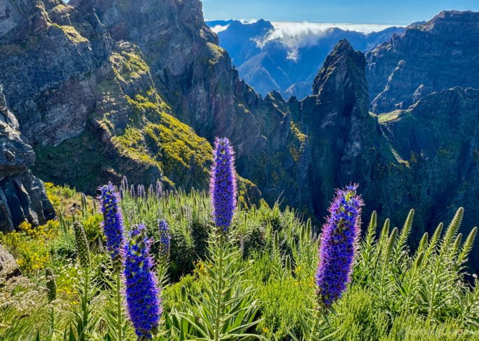 Žydinti Madeira