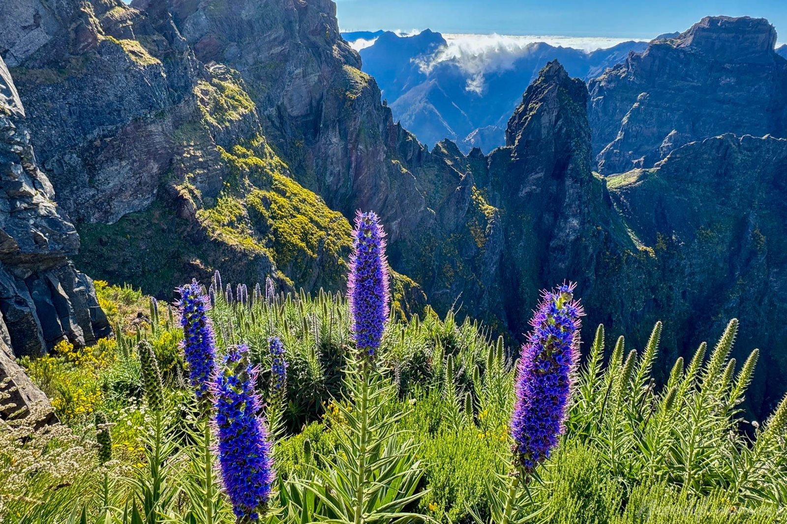 Žydinti Madeira