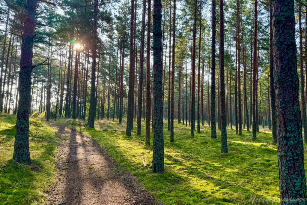 Pėsčiųjų maršrutas Aplink Nidą