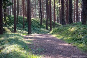 Pėsčiųjų maršrutas Miško katedros takais