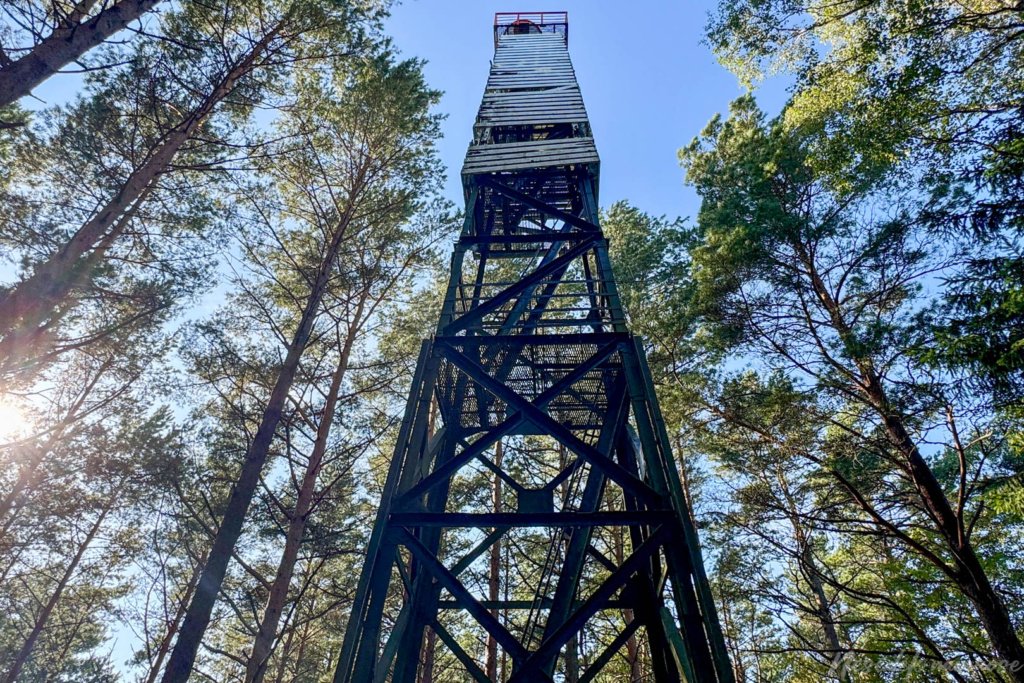 Pėsčiųjų maršrutas Miško katedros takais