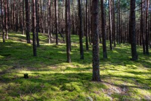 Pėsčiųjų maršrutas Miško katedros takais