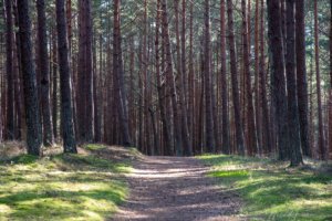 Pėsčiųjų maršrutas Miško katedros takais