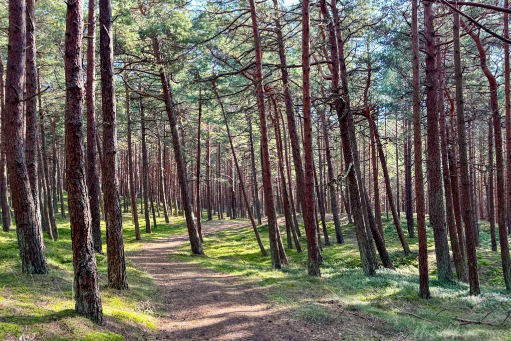 Pėsčiųjų maršrutas Miško katedros takais