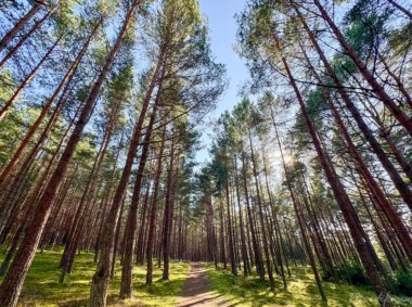 Pėsčiųjų maršrutas Miško katedros takais