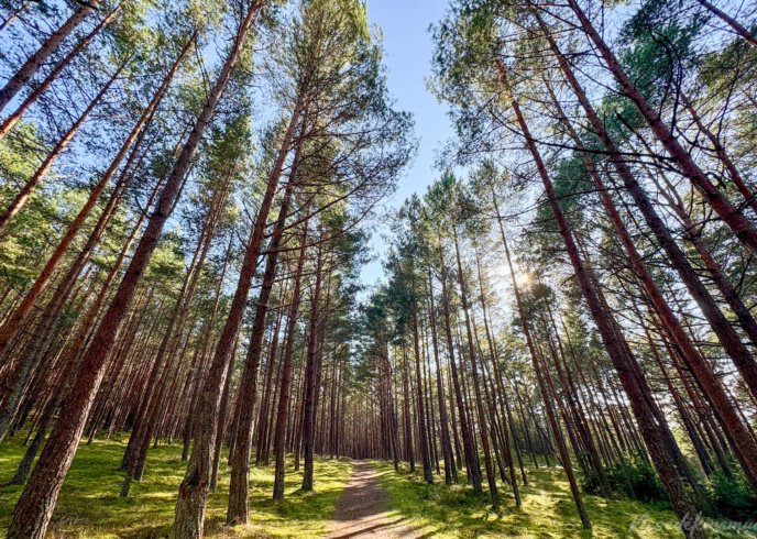 Pėsčiųjų maršrutas Miško katedros takais