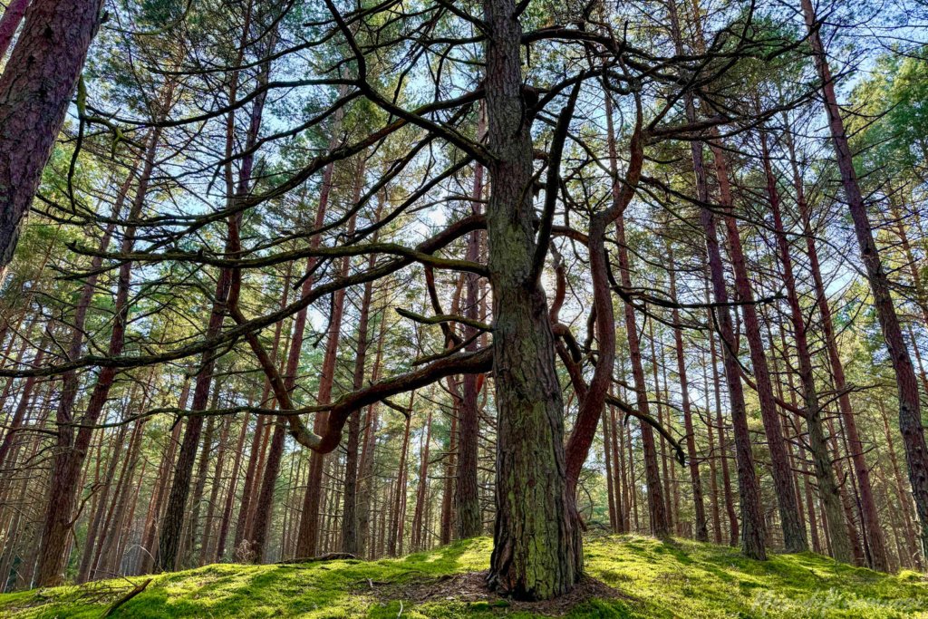 Pėsčiųjų maršrutas Miško katedros takais