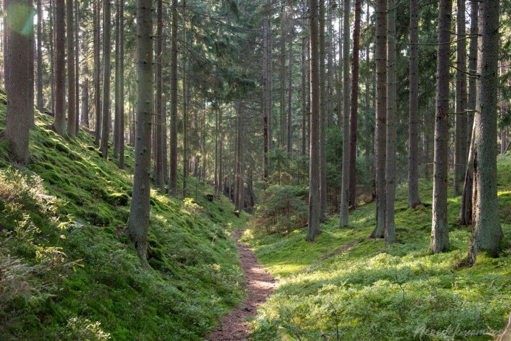 Pėsčiųjų maršrutas Miško katedros takais