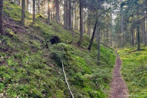 Pėsčiųjų maršrutas Miško katedros takais