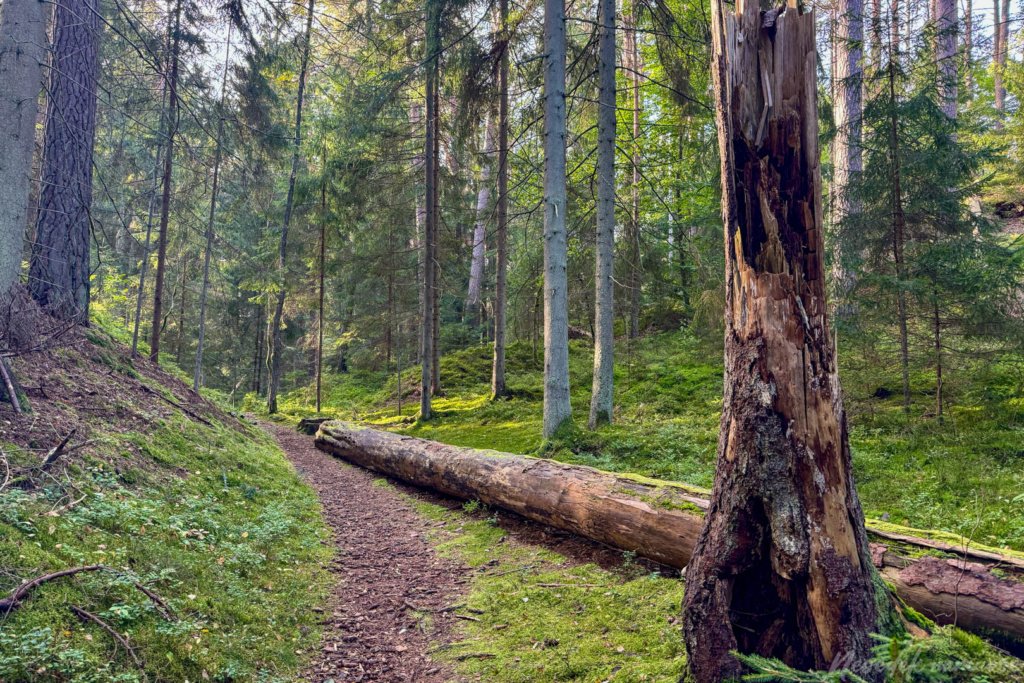 Pėsčiųjų maršrutas Miško katedros takais