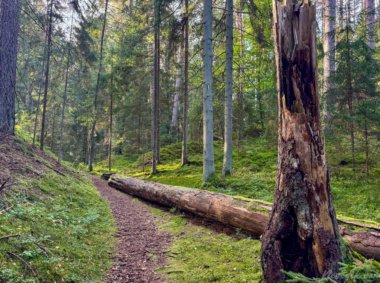 Pėsčiųjų maršrutas Miško katedros takais