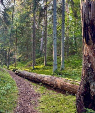 Pėsčiųjų maršrutas Miško katedros takais