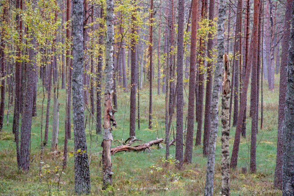 Pėsčiųjų maršrutas "Šakarvos žiedas"