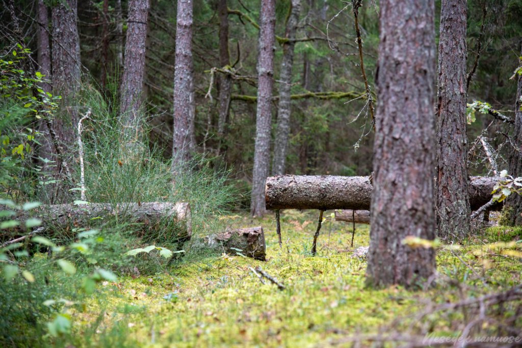Pėsčiųjų maršrutas "Šakarvos žiedas"