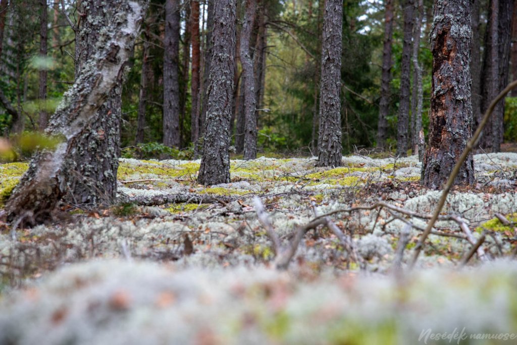 Pėsčiųjų maršrutas "Šakarvos žiedas"