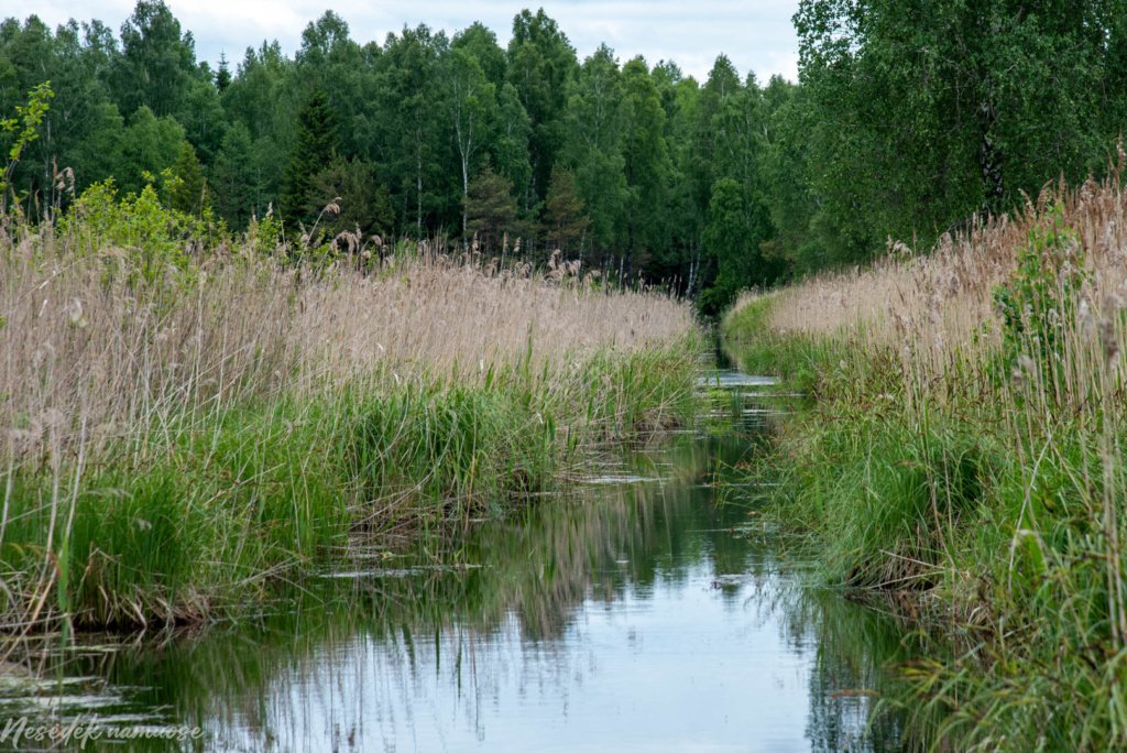 Baltosios Vokės šlapynės pažintinis takas