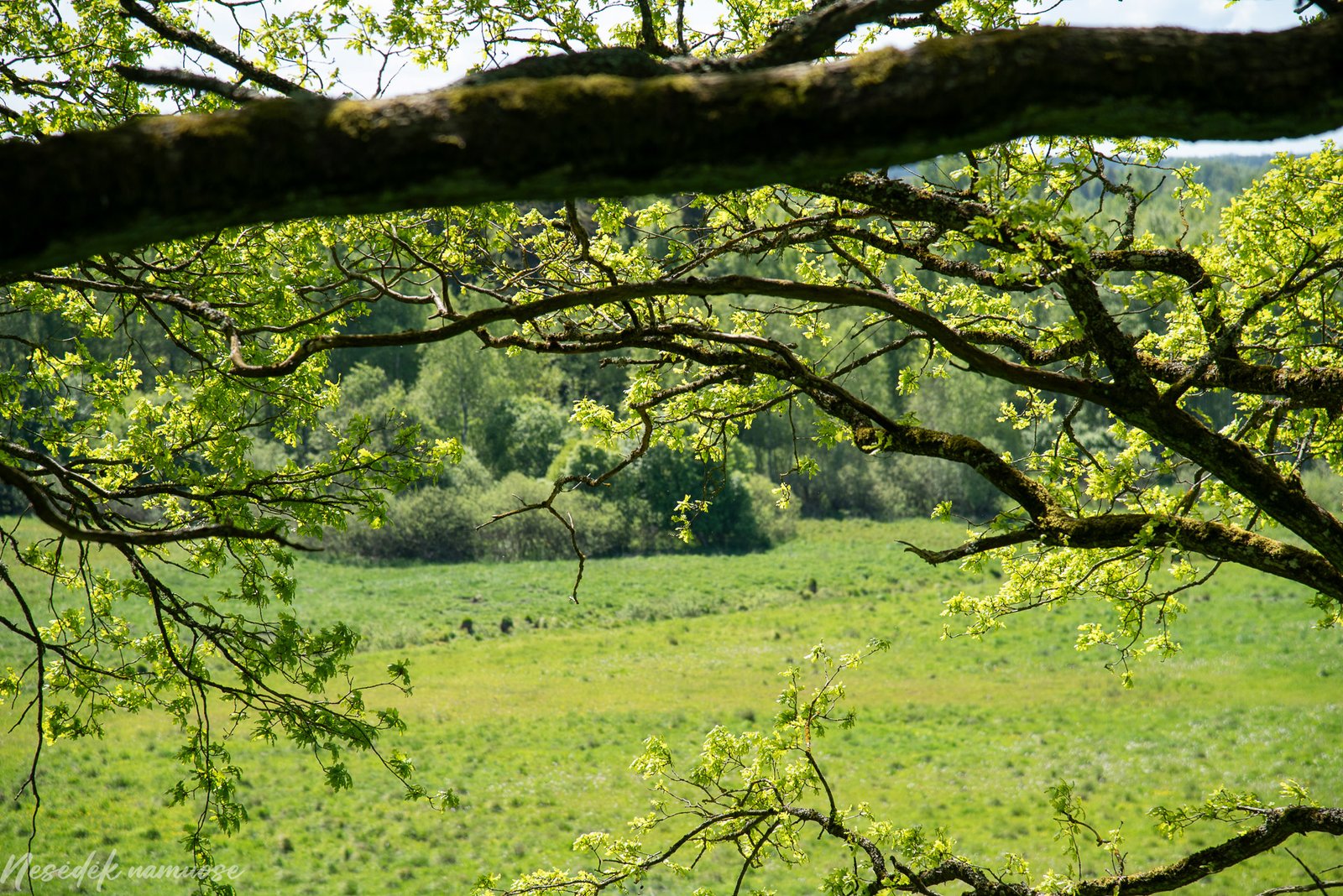 Šarnelės piliakalnis